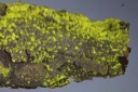 12 Verrucaria flava-Candelariella reflexa - MS